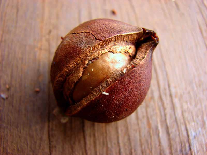 significado de nueces de macadamia significado de nueces de macadamia